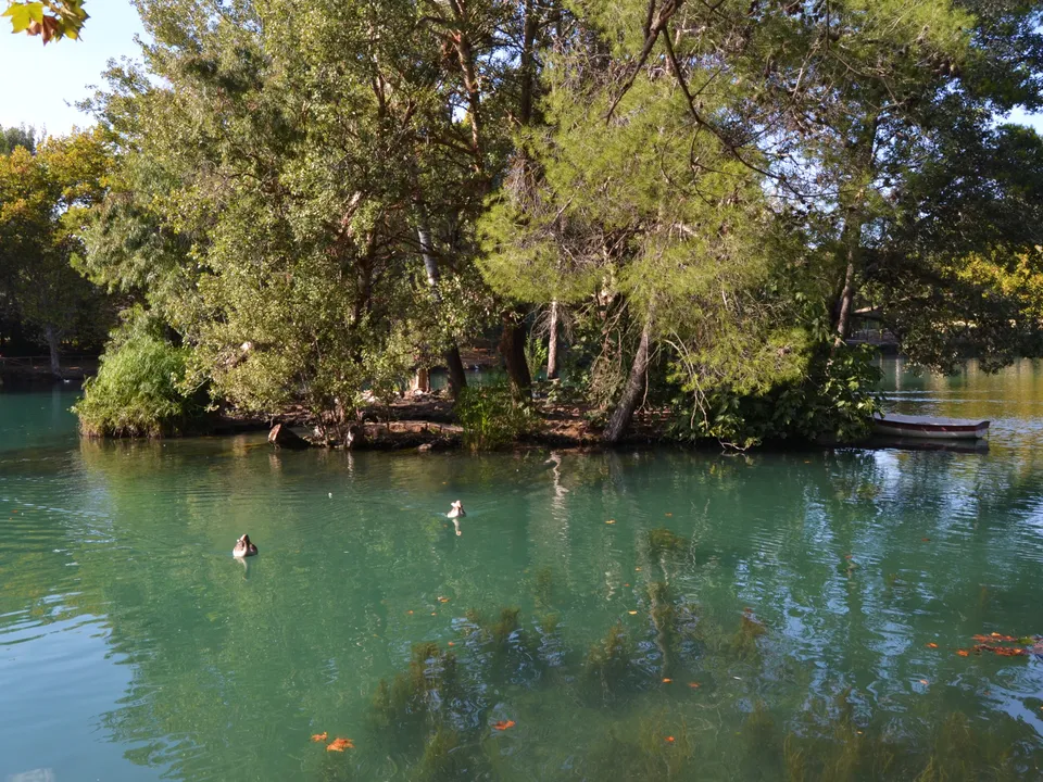 Wooded island and green water at Albufera de Anna in Valencia province.