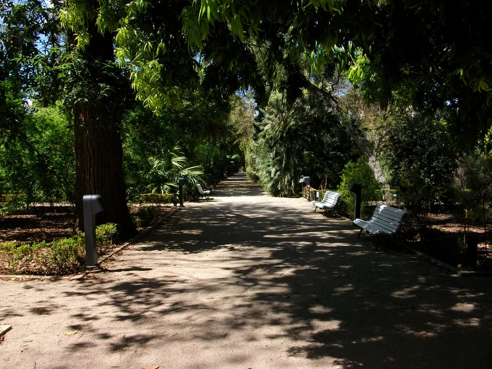 Tree-lined central path with benches in Valencia's botanical garden.