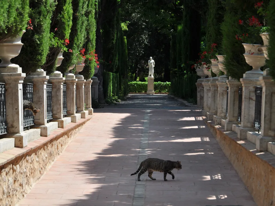 Cypress-lined walkway with a cat in Jardines de Monforte, Valencia.